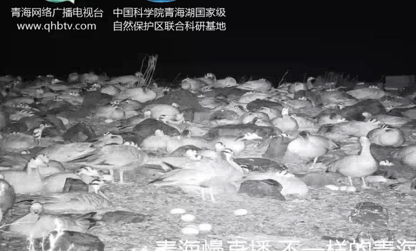 鳥島濕地景點直播